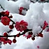 踏雪寻梅tbes