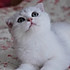 景baby_
