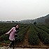 陶子爱吃肉