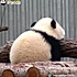 我是真熊猫