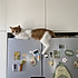 冰箱上长了猫