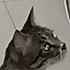 猫粮一粒