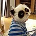 更年期大猫4