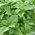 九层塔basil
