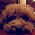 Candice__
