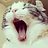 叉叉猫