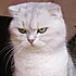 猫老霸