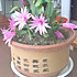 花椒芽