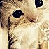 加菲猫