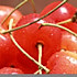 野芹菜