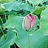 金盏花2
