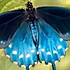藍蝴蝶