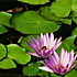 白晋花