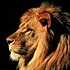 Lion＇s three