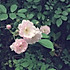 点婆