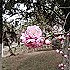 Jyfvam