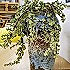 苏眉Cici