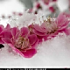 冬梅傲雪