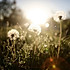 Sunset sun