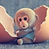 A_O 