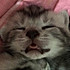 A_Cat's_Garden*猫咪花园