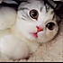 kitling