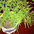 木头30