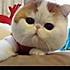 珍珠翡翠白玉猪