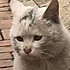 猪皮酸辣汤