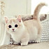 馋猫儿0