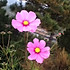 daisy00086