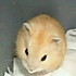 串烧鱼丸