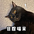 喵喵仙贝吃什么