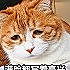 强哥wnlg