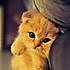 raul_家