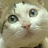 腹黑的龙猫