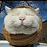 猫叔叔家的猫