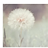 Blue__star