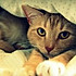 贪吃猫小怪