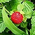 野生草莓