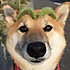 冬大