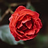 蔷薇Rosa