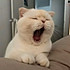 Jo宝贝