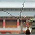 无花果vgdk