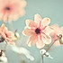 芊 Lxy