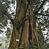 笋河悠悠