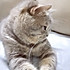 猫小咪妈