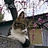 小蛇蛇