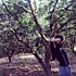LINYSHAN-