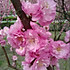 芹菜梗